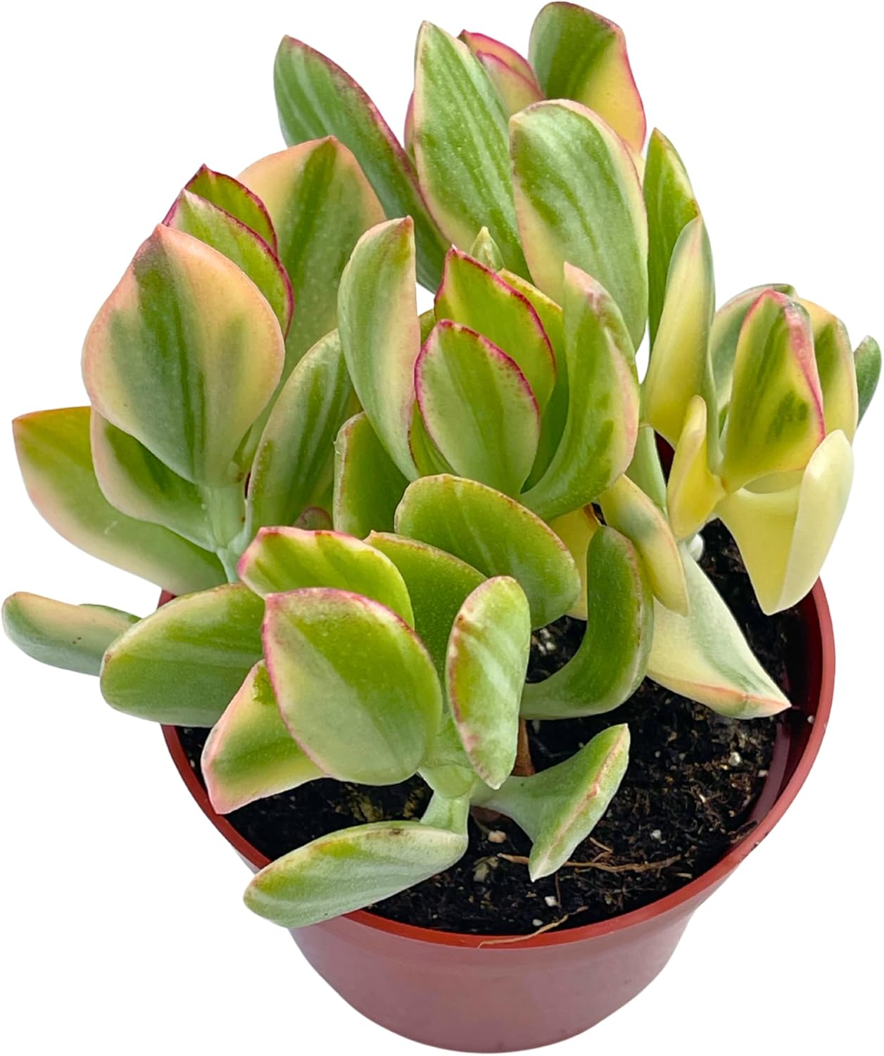 Crassula Ovata Variegated Jade Succulent 4 Pot