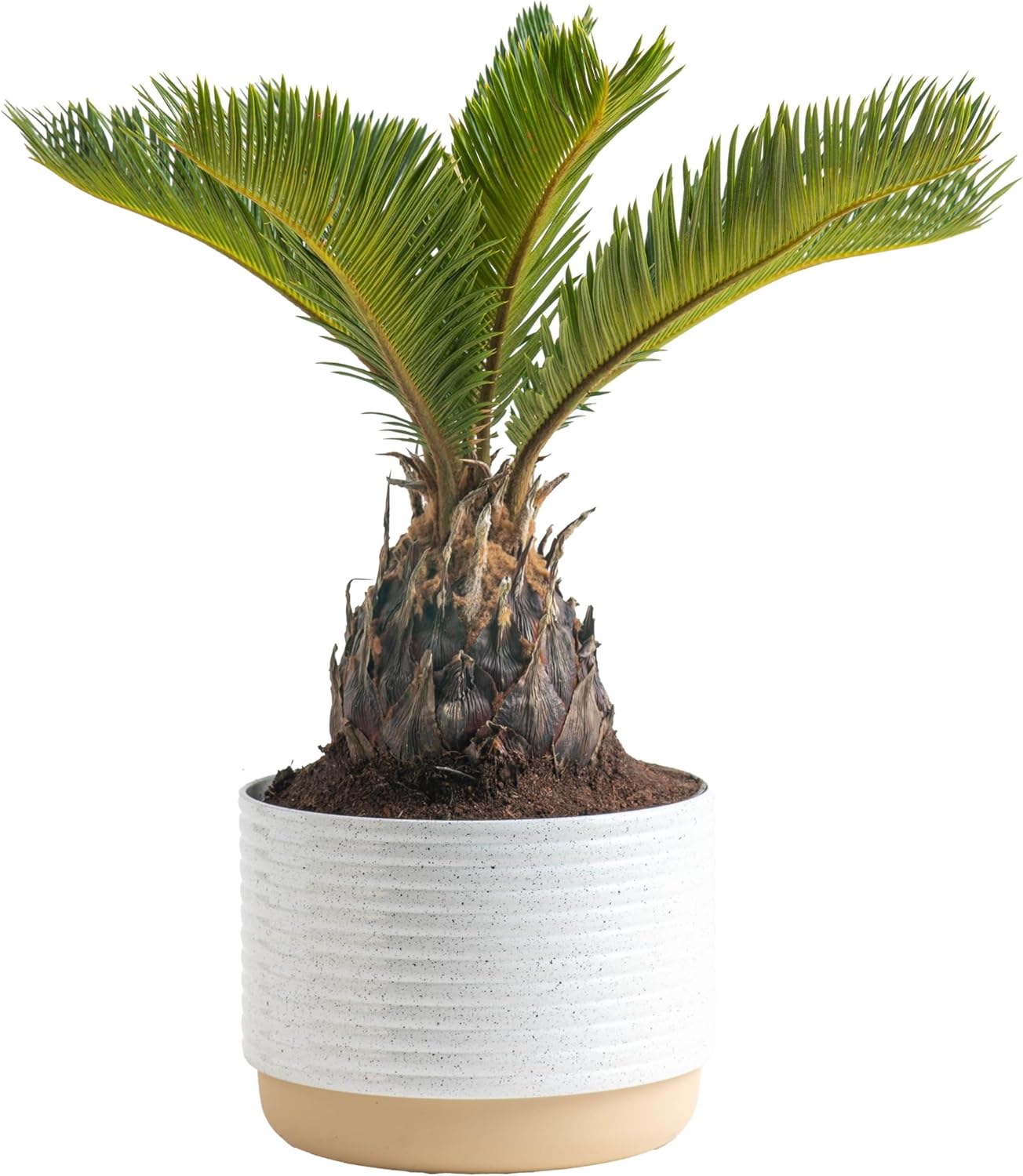 Sago Palm In 6 Pot