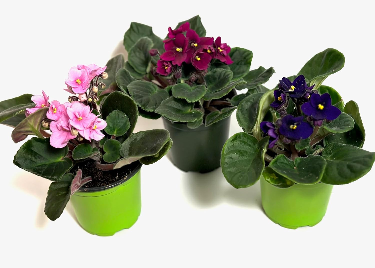 African Violet