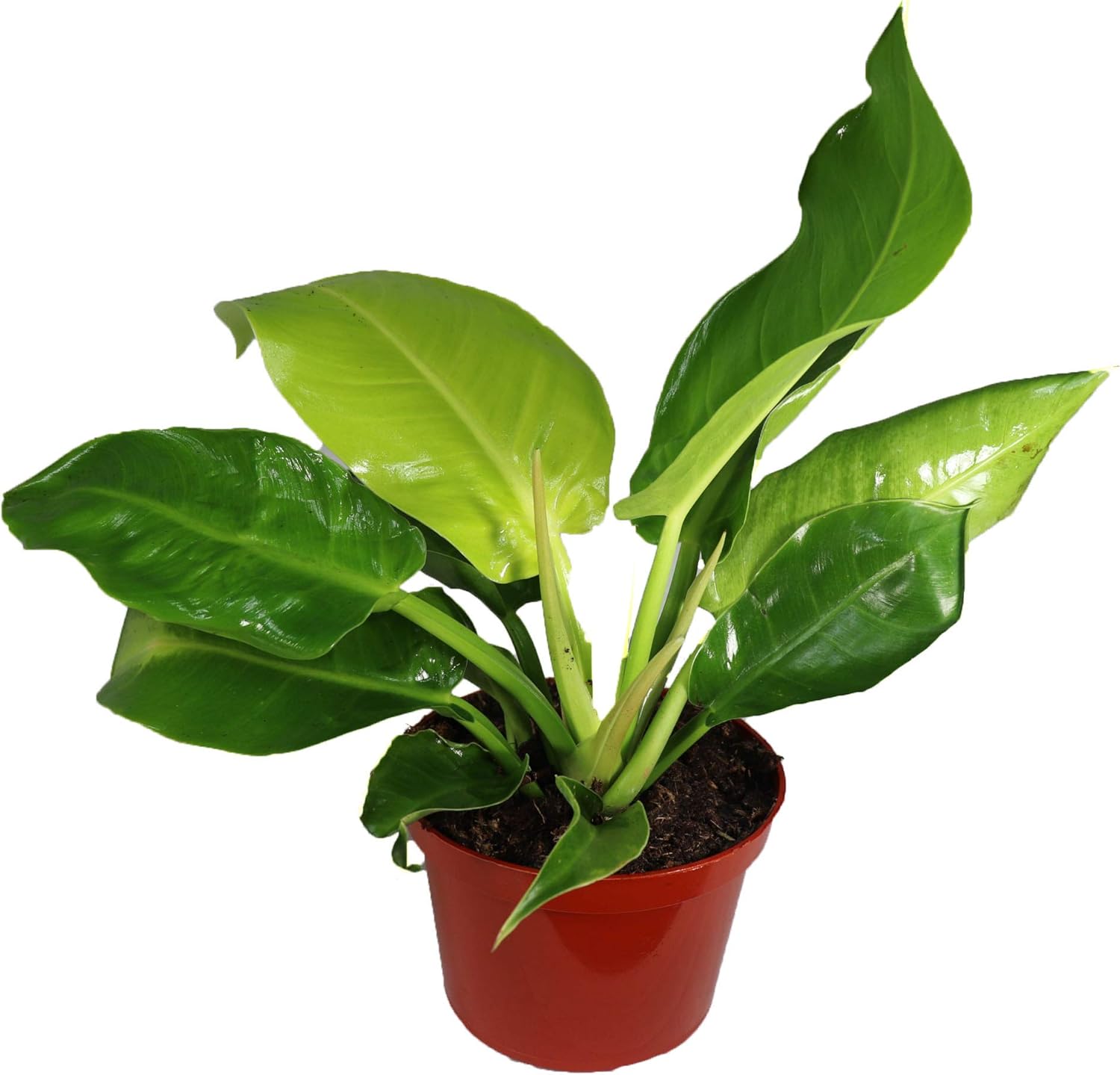 Philodendron Moonlight