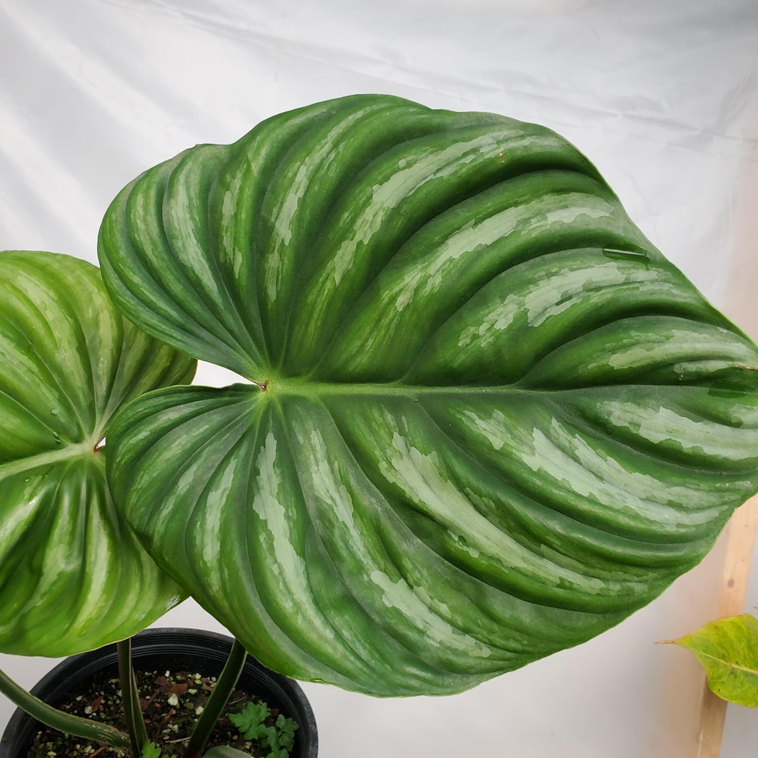 Philodendron Plowmanii