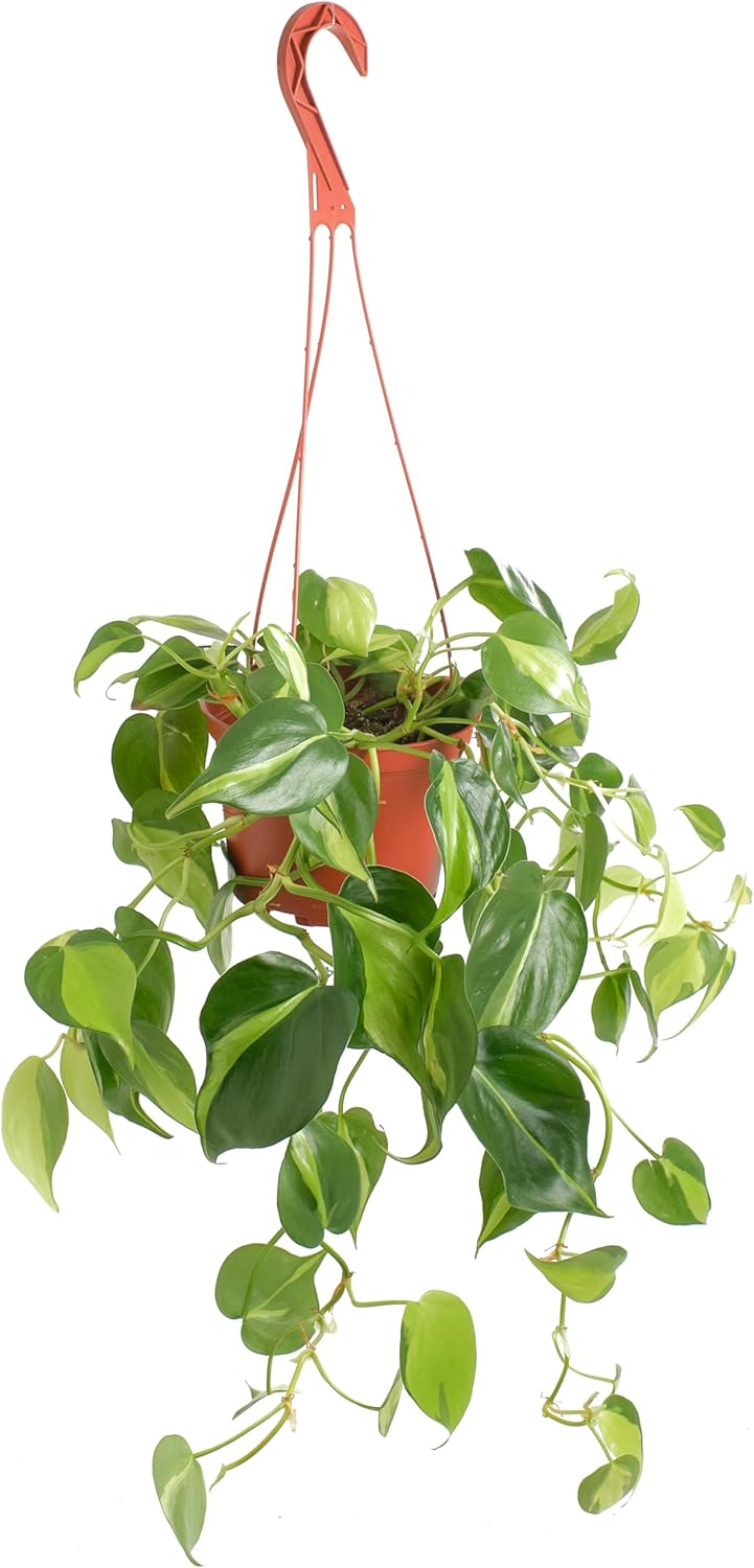 Philodendron Brasil