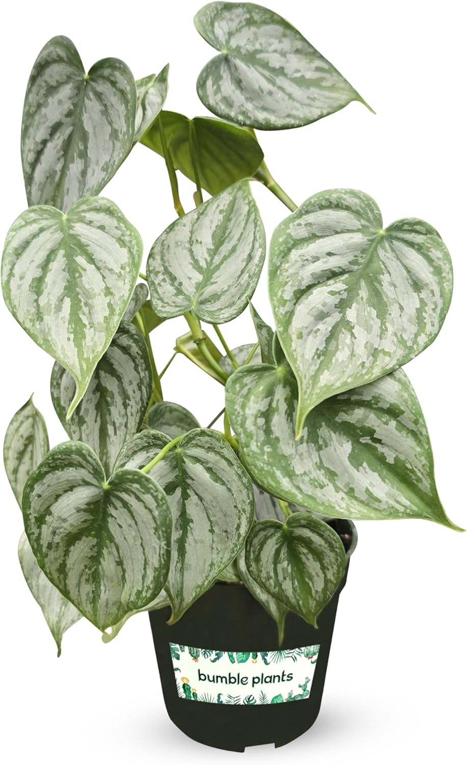 Philodendron Brandi