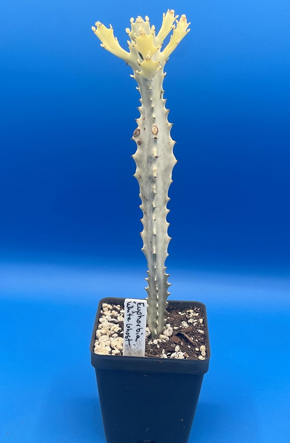 Succulent Cactus Ghost White Boobie