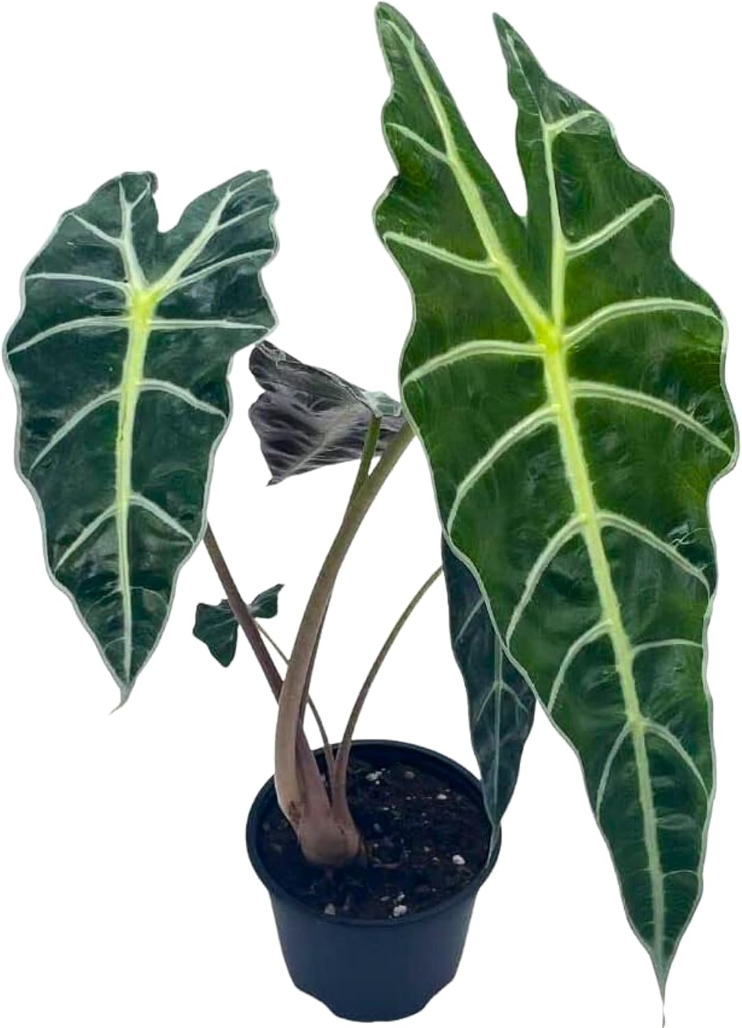 Alocasia Polly African Mask 1