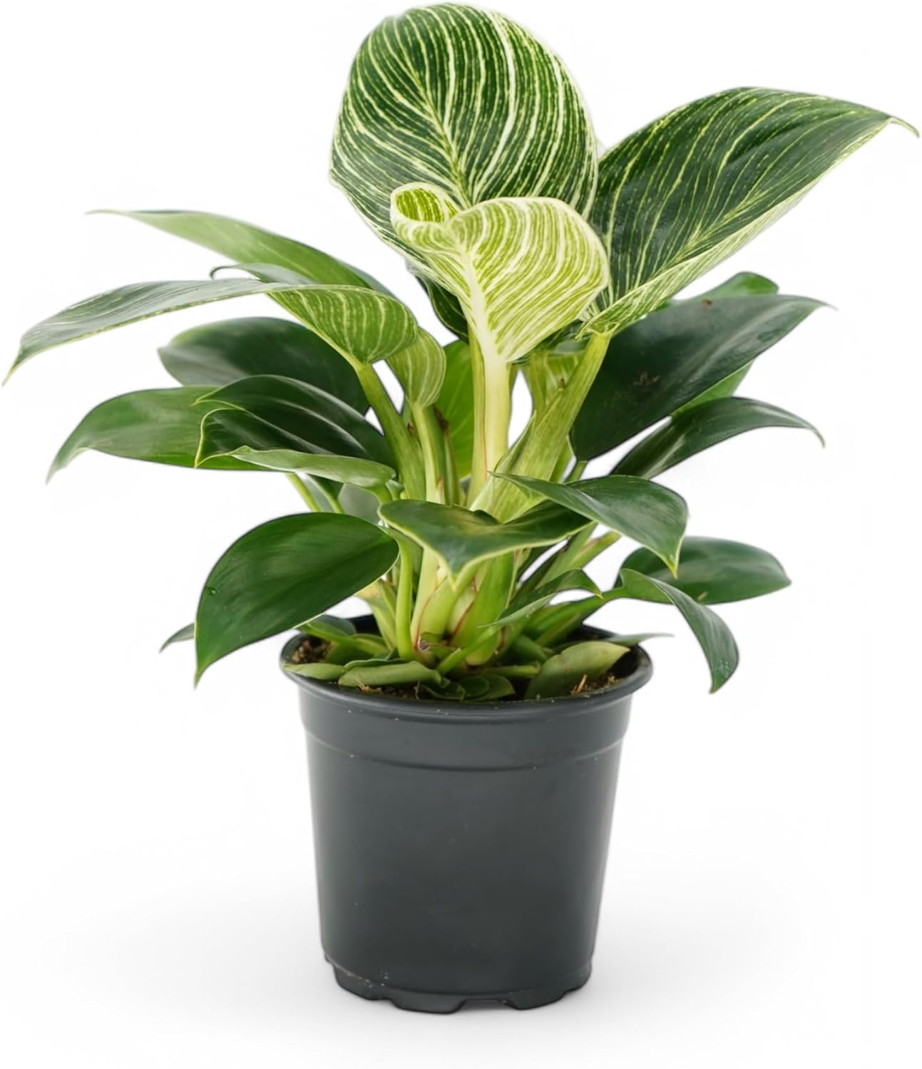 Philodendron Birkin