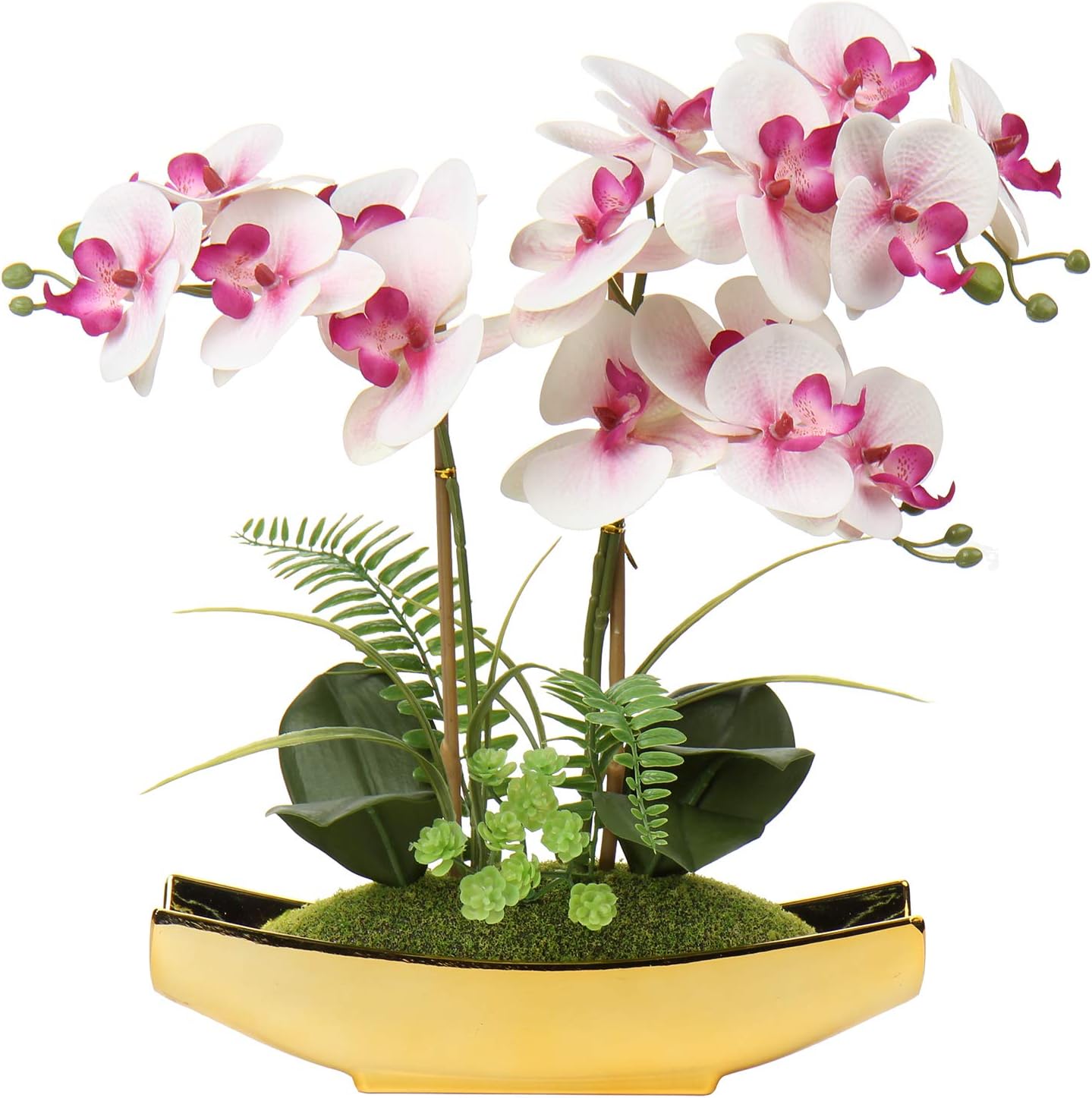 Orchid Light Pink Phalaenopsis