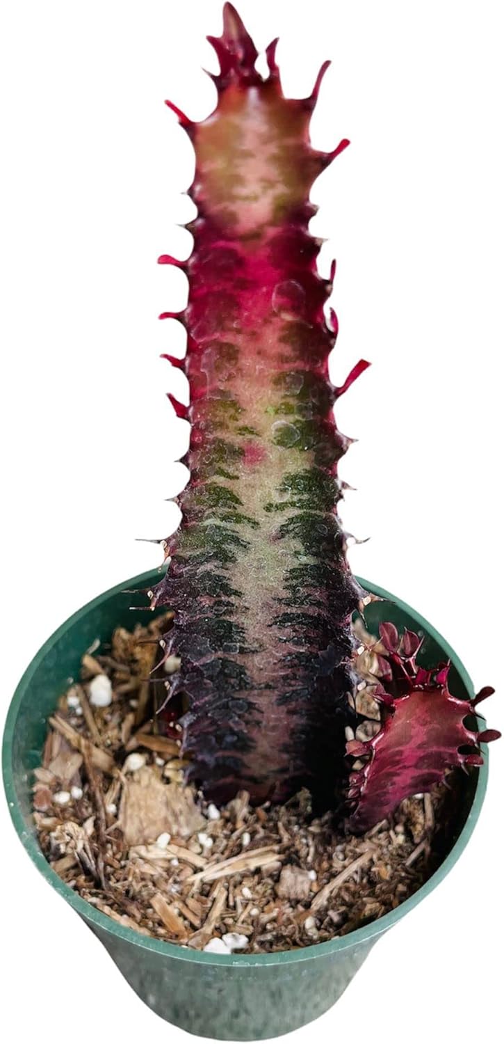 Succulent Euphorbia Trigona Rubra