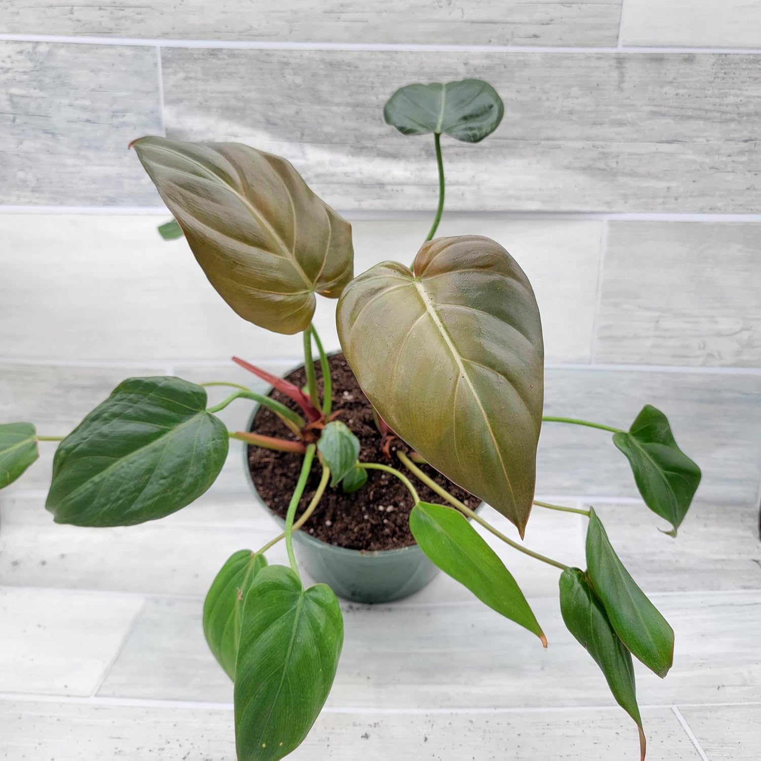 Philodendron Summer Glory