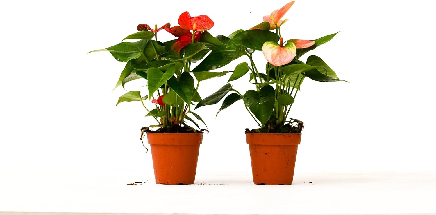 2 Anthurium Variety Pack 4 Pots