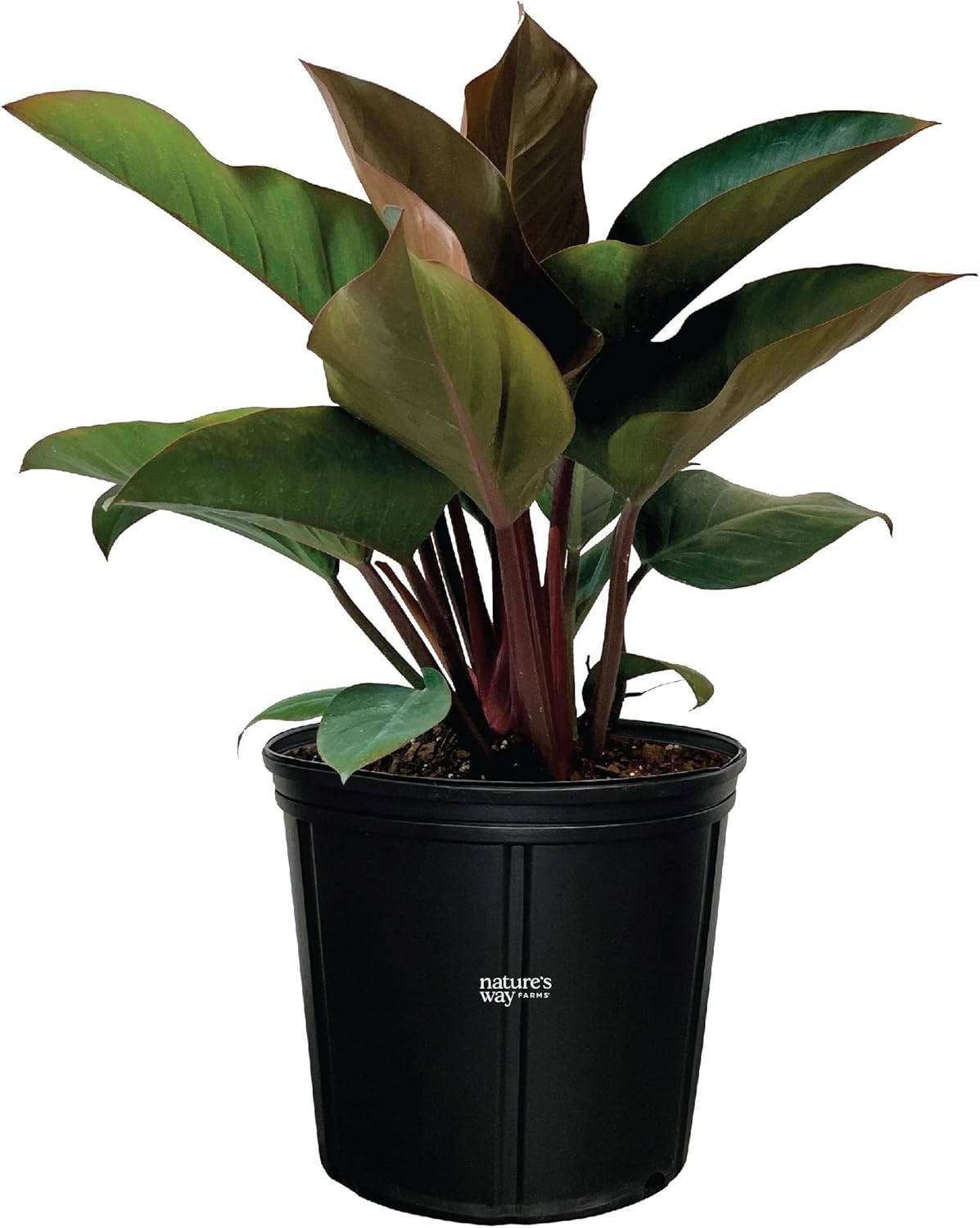 Philodendron Congo Rojo