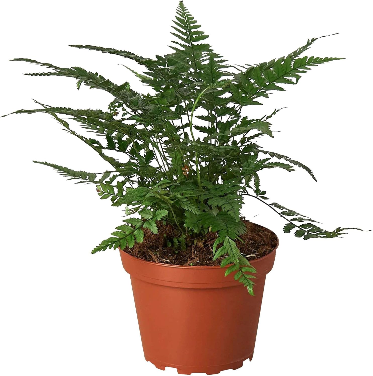 Korean Rock Fern