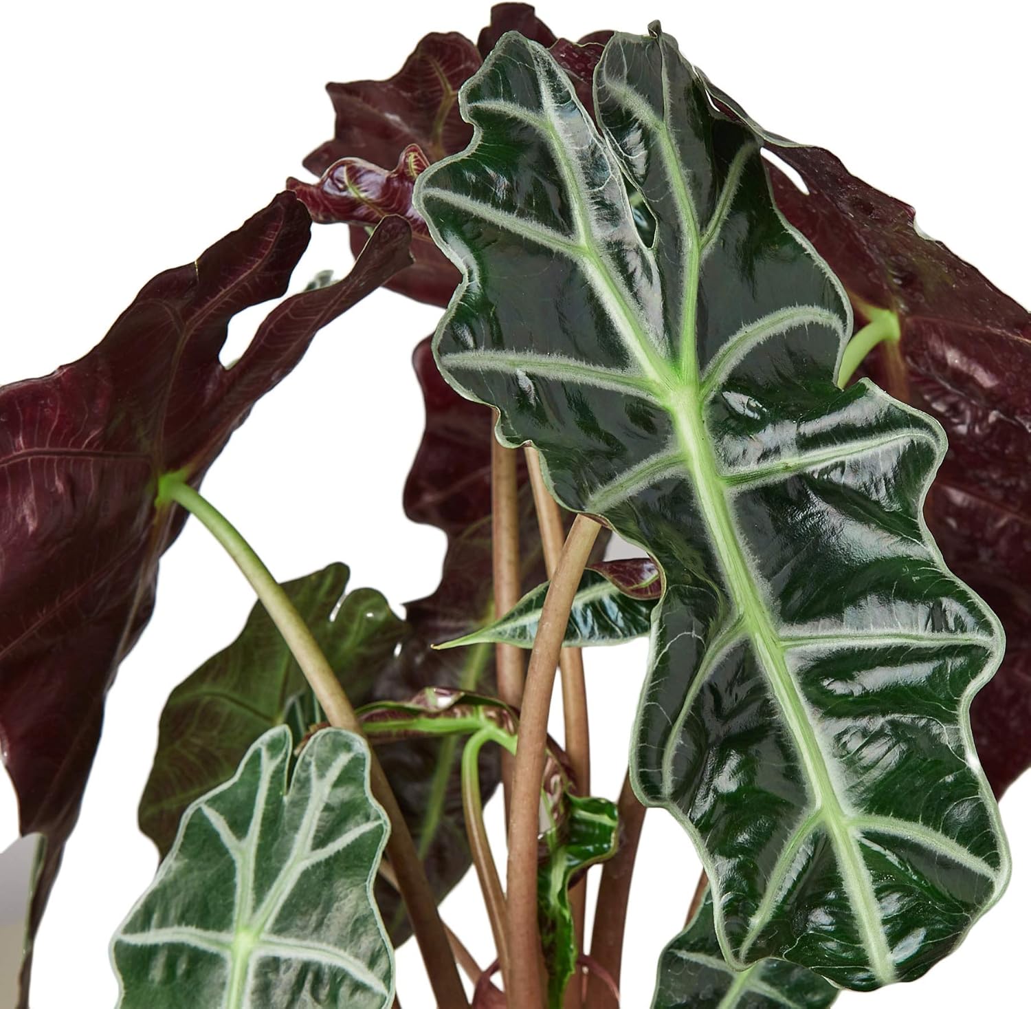 Alocasia Mirror Face 4 Pot