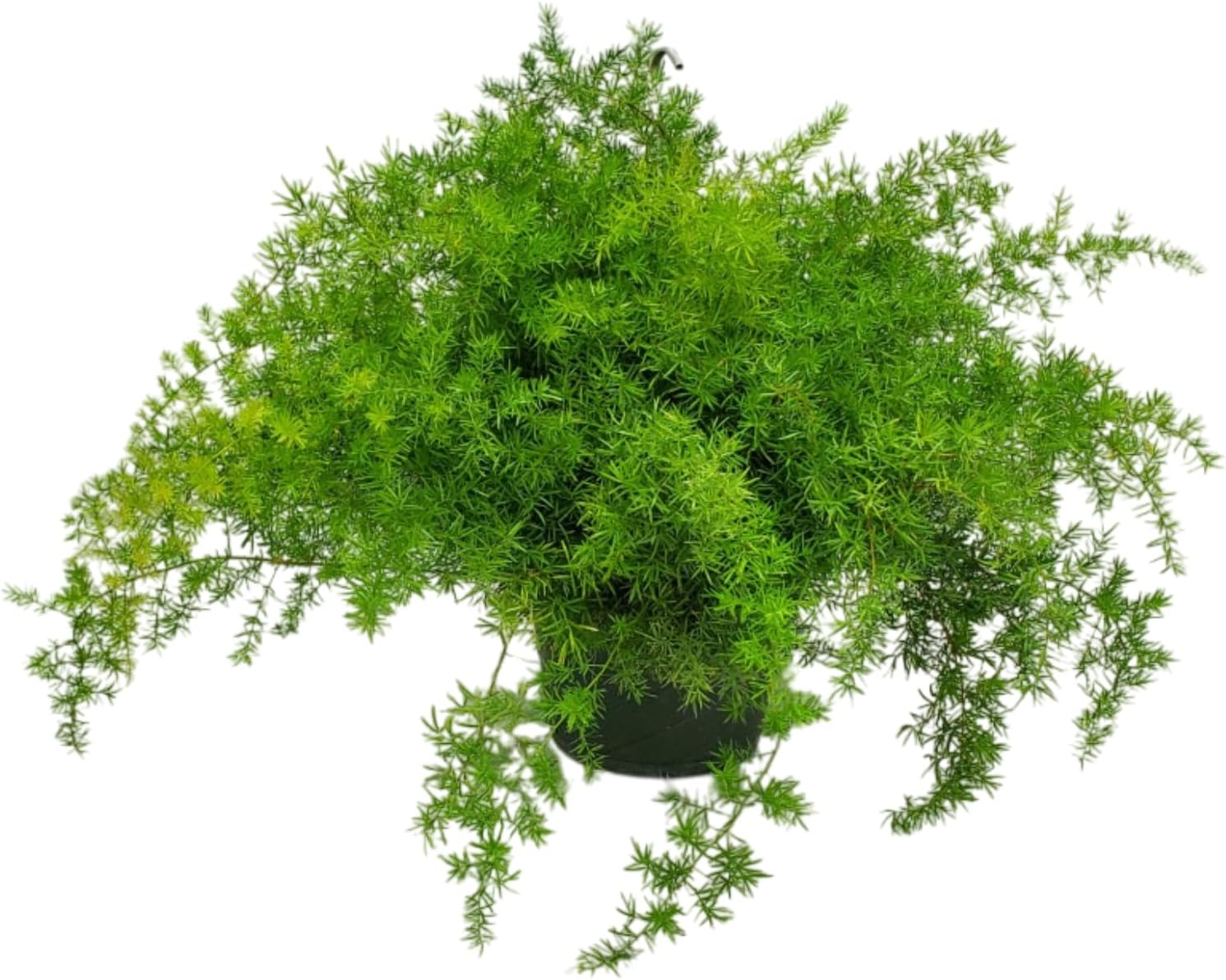 Fern Sprengeri