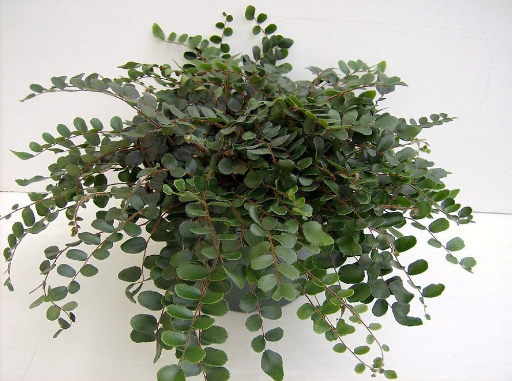 Emina Fern 4 Pot