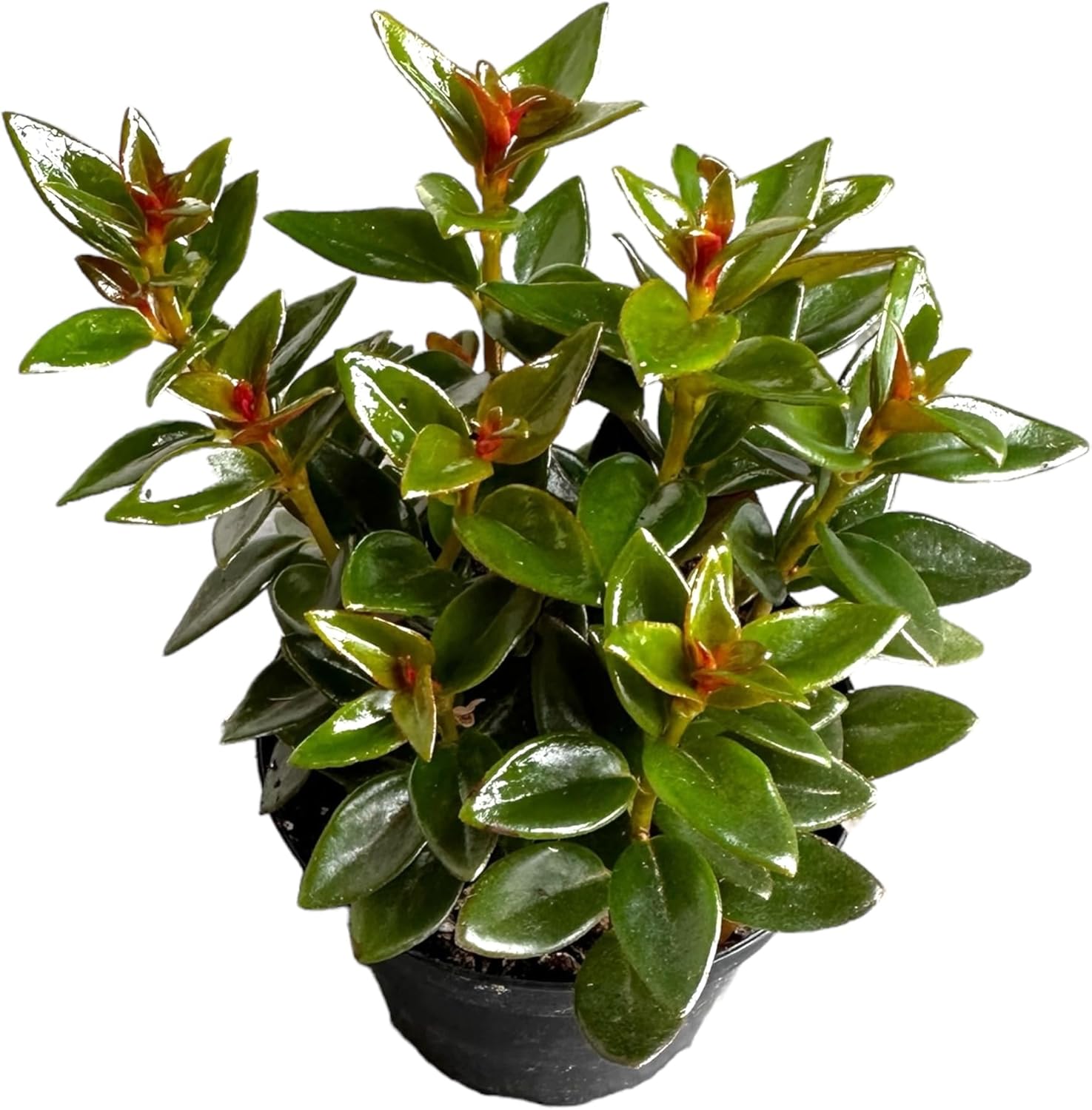 Nematanthus Black Goldfish Plant