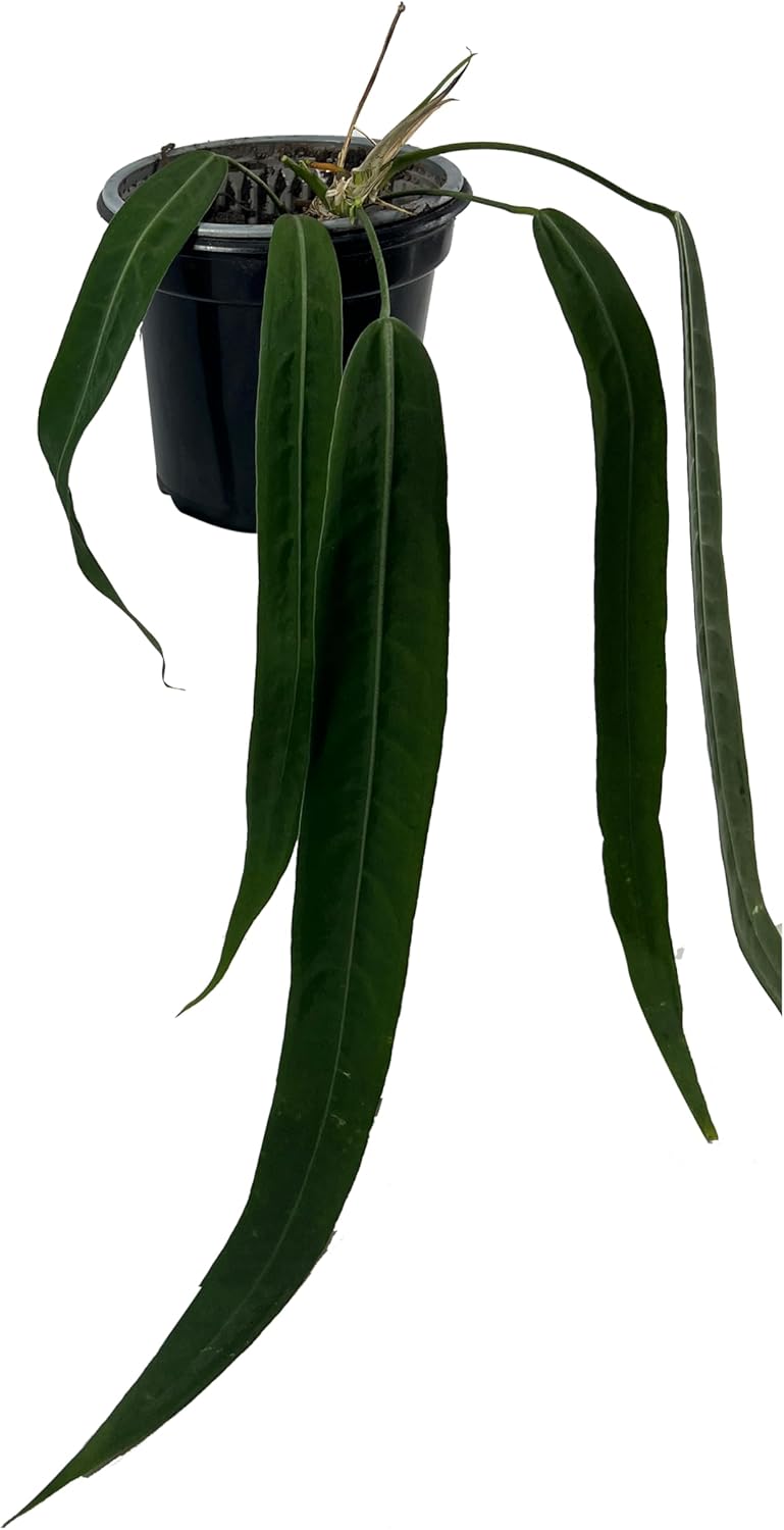 Anthurium Vittarifolium
