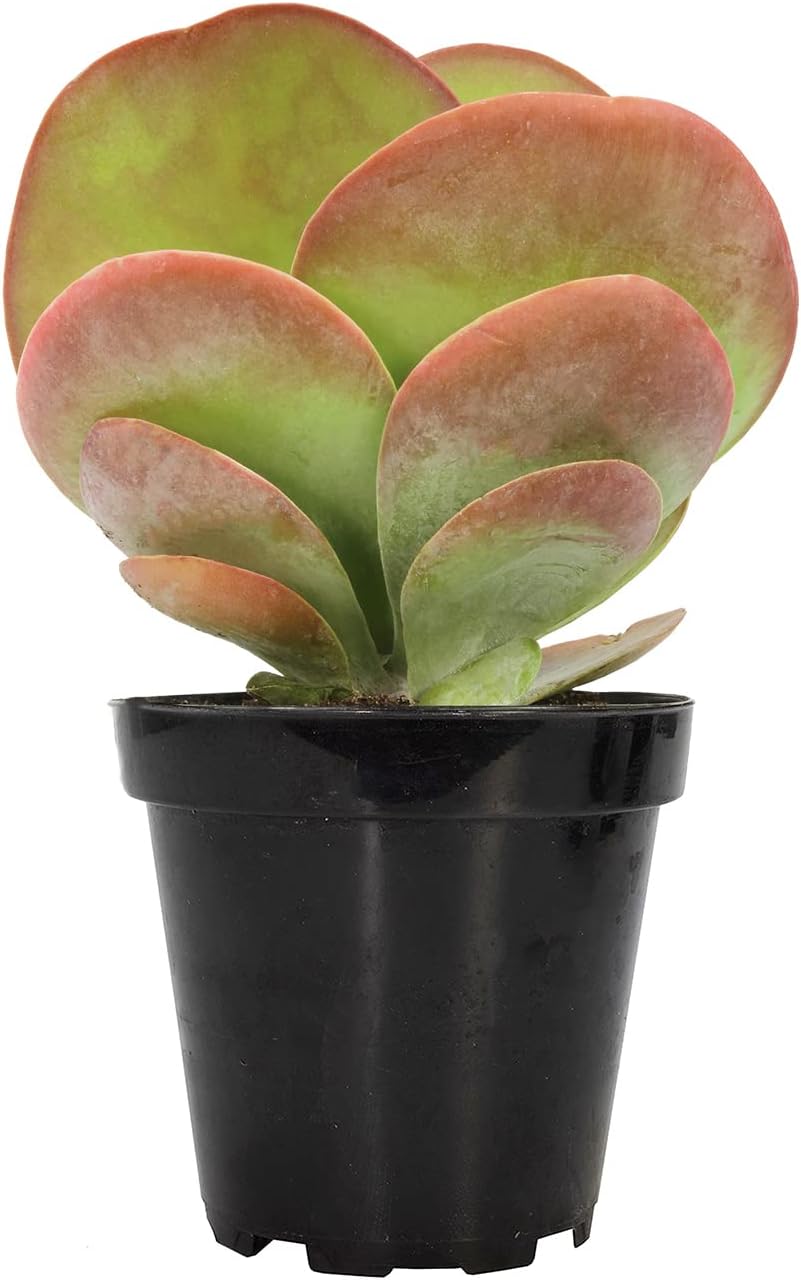 Succulent Kalanchoe Flap Jack
