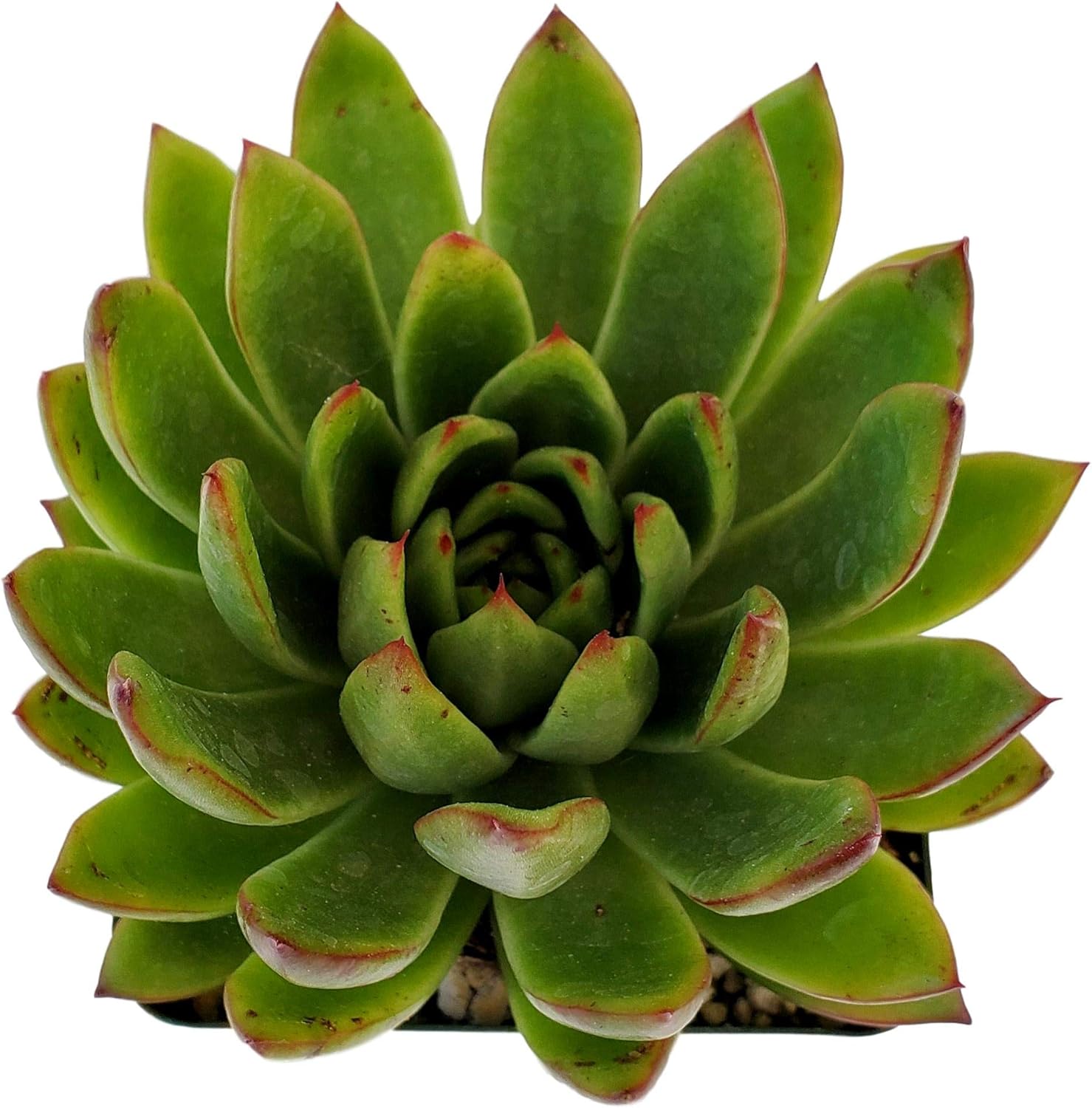 Lipstick Echeveria
