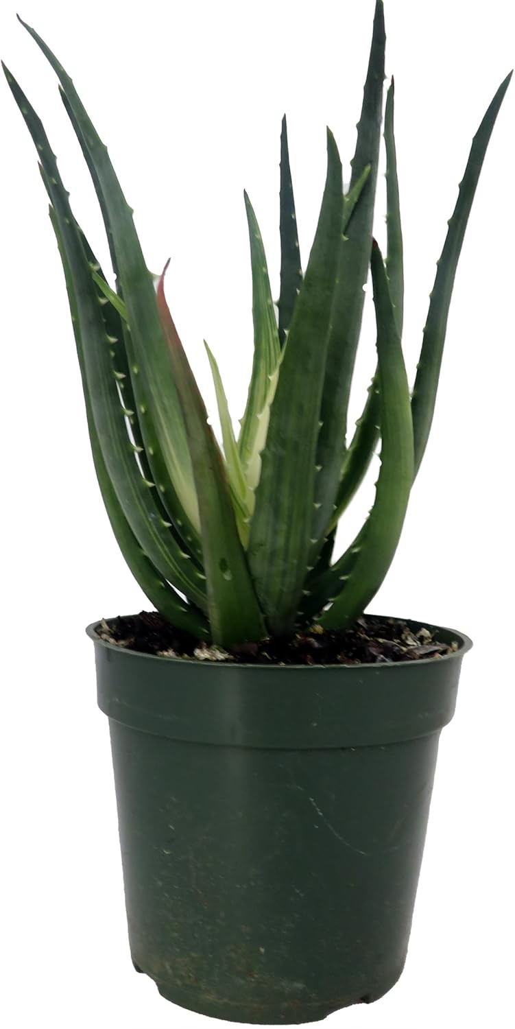 Succulent Aloe Solar Flare