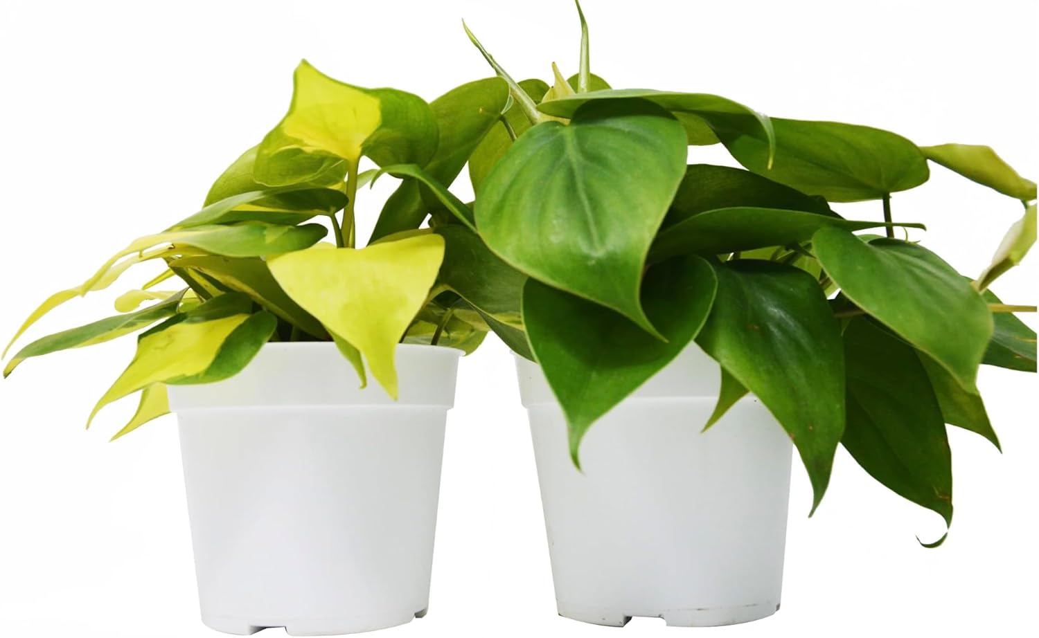 2 Philodendron Variety Pack 4 Pots