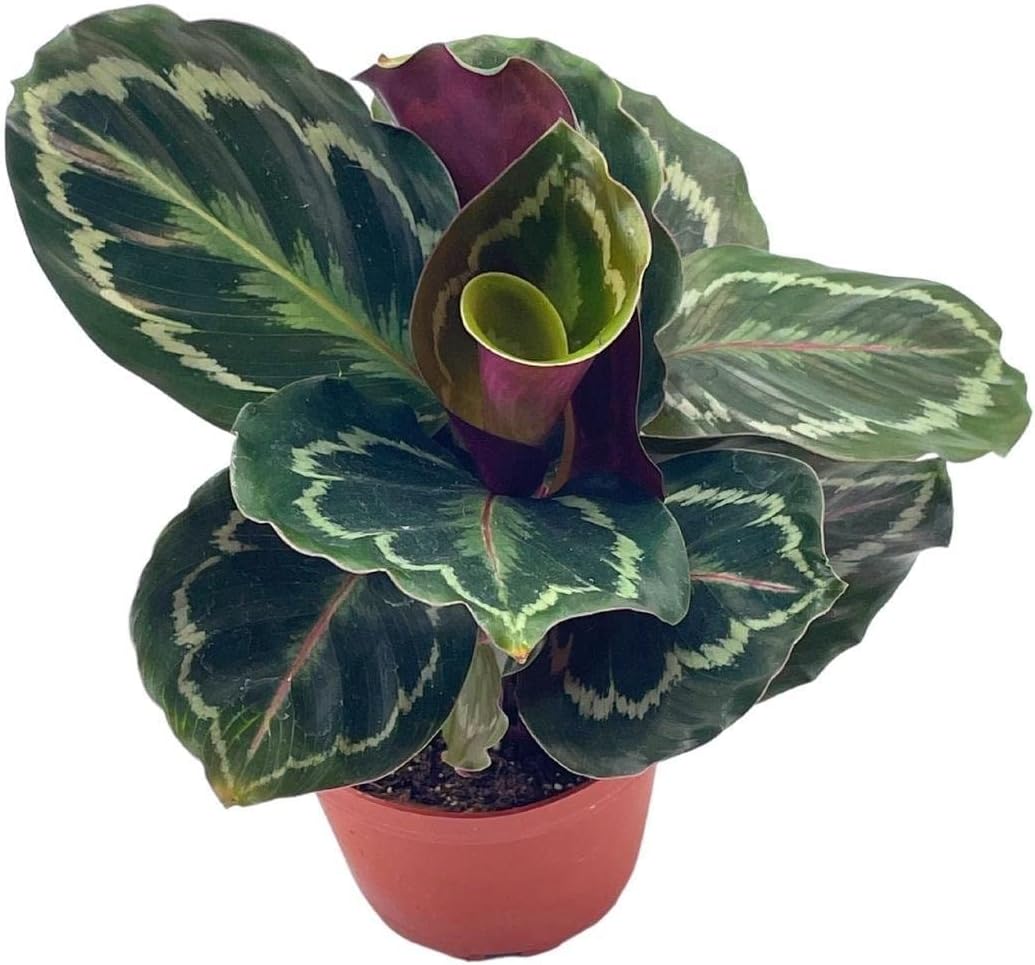 Calathea Roseopicta Medallion