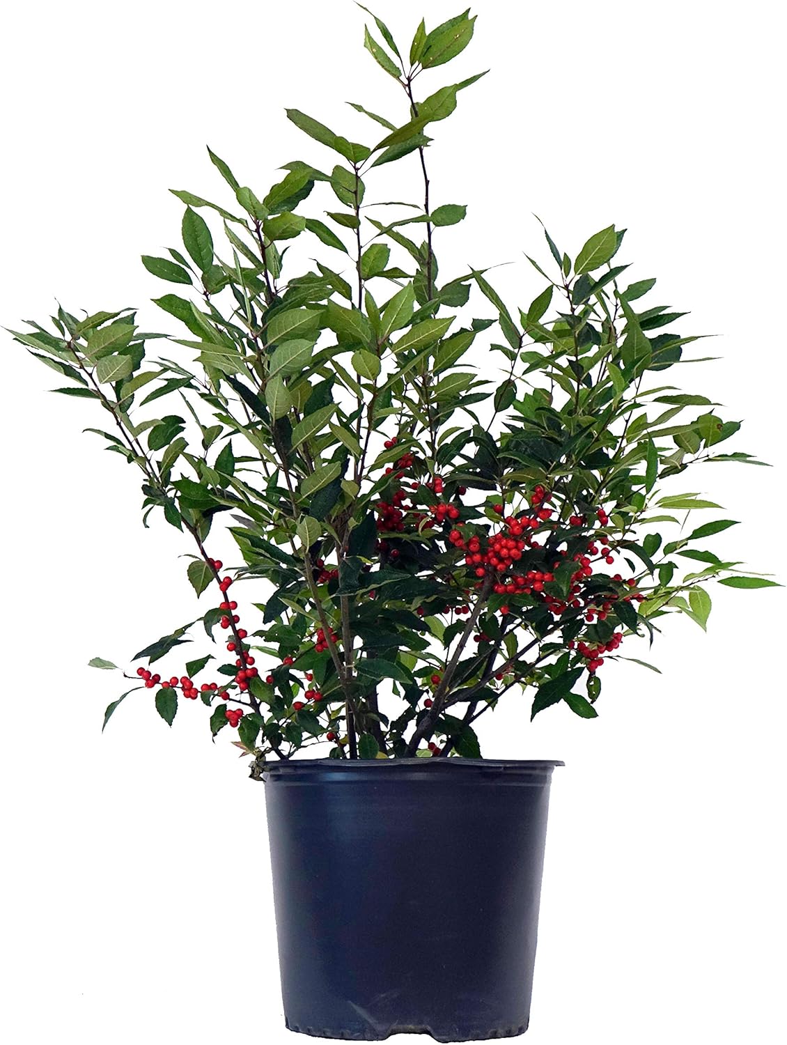 Winter Plant Shipping Protection