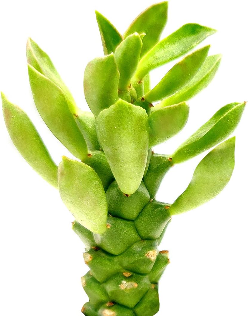 Euphorbia Sausage Spurge