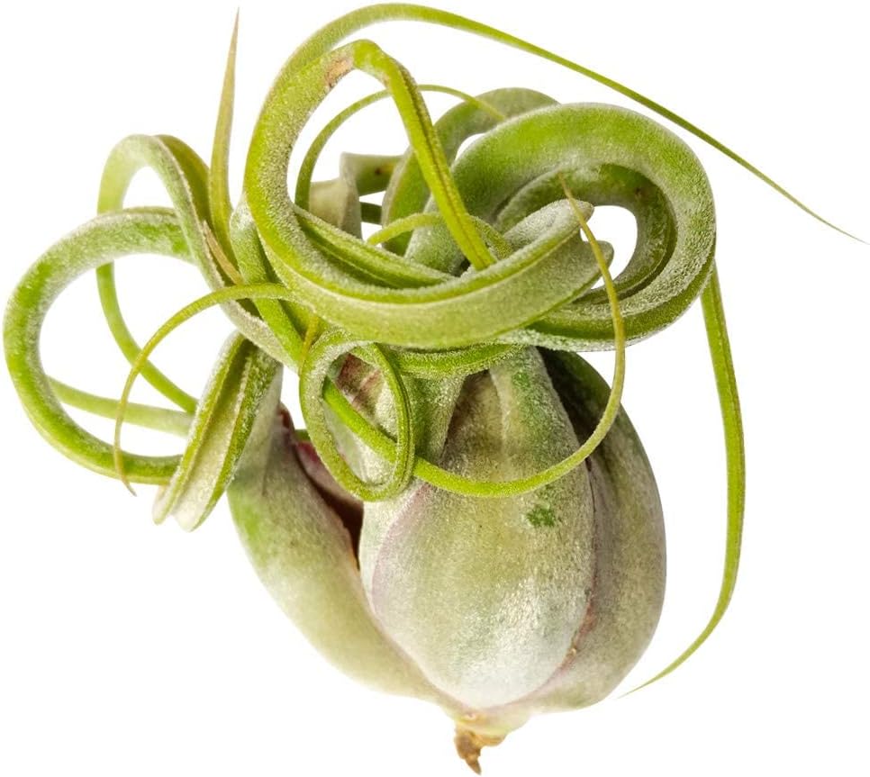 Air Plant Monthly Subscription Box