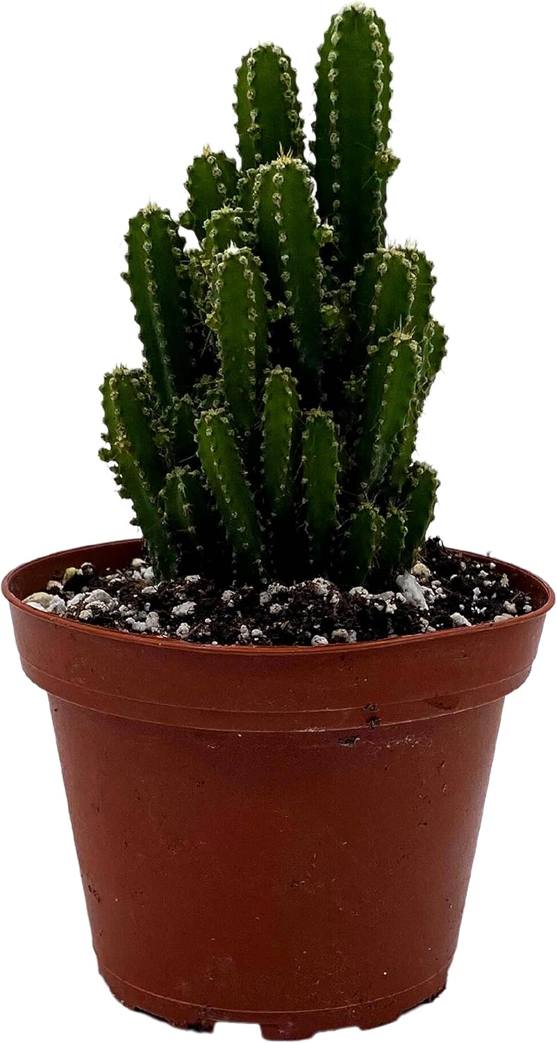 Fairy Castle Cactus