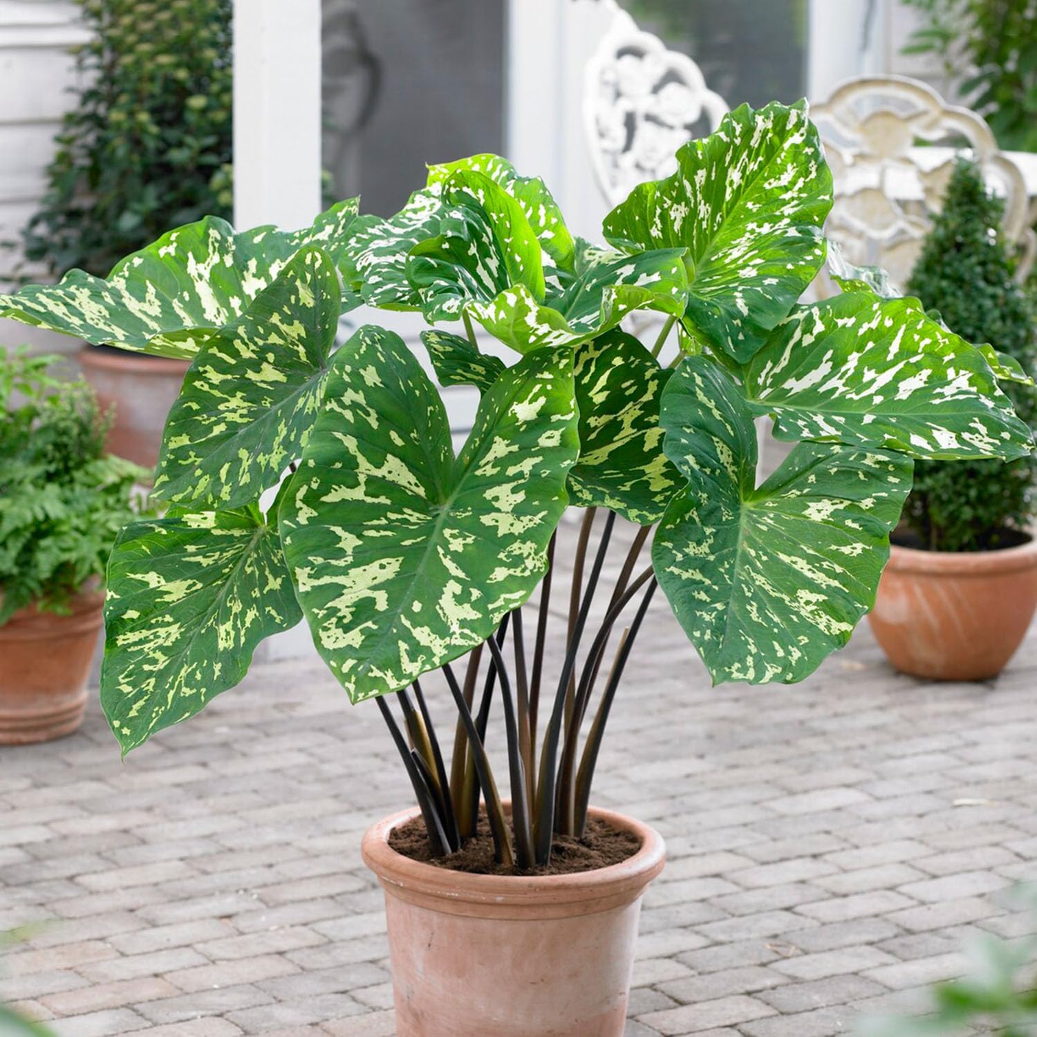Alocasia Hilo Beauty