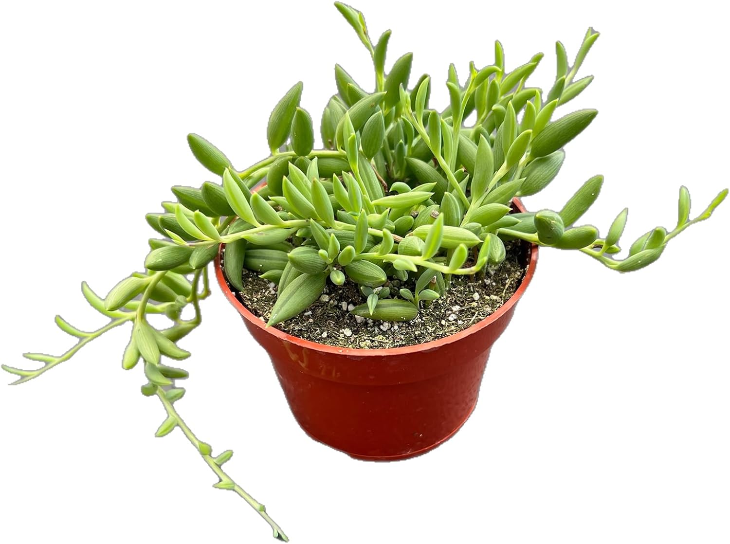Succulent String Of Bananas