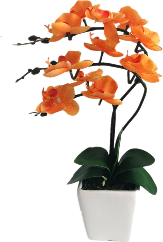 Orchid Orange Phalaenopsis