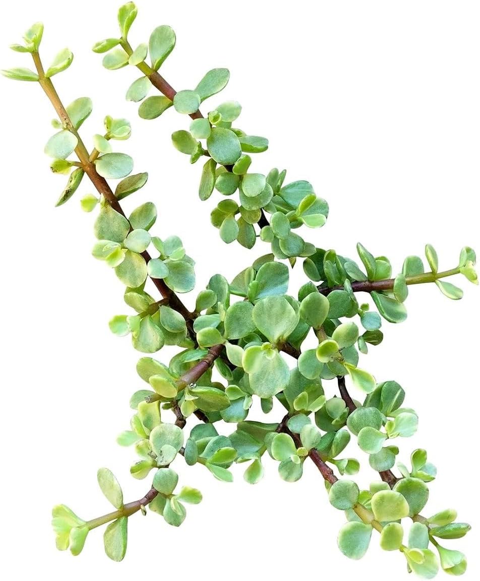 Succulent Rainbow Elephant Bush