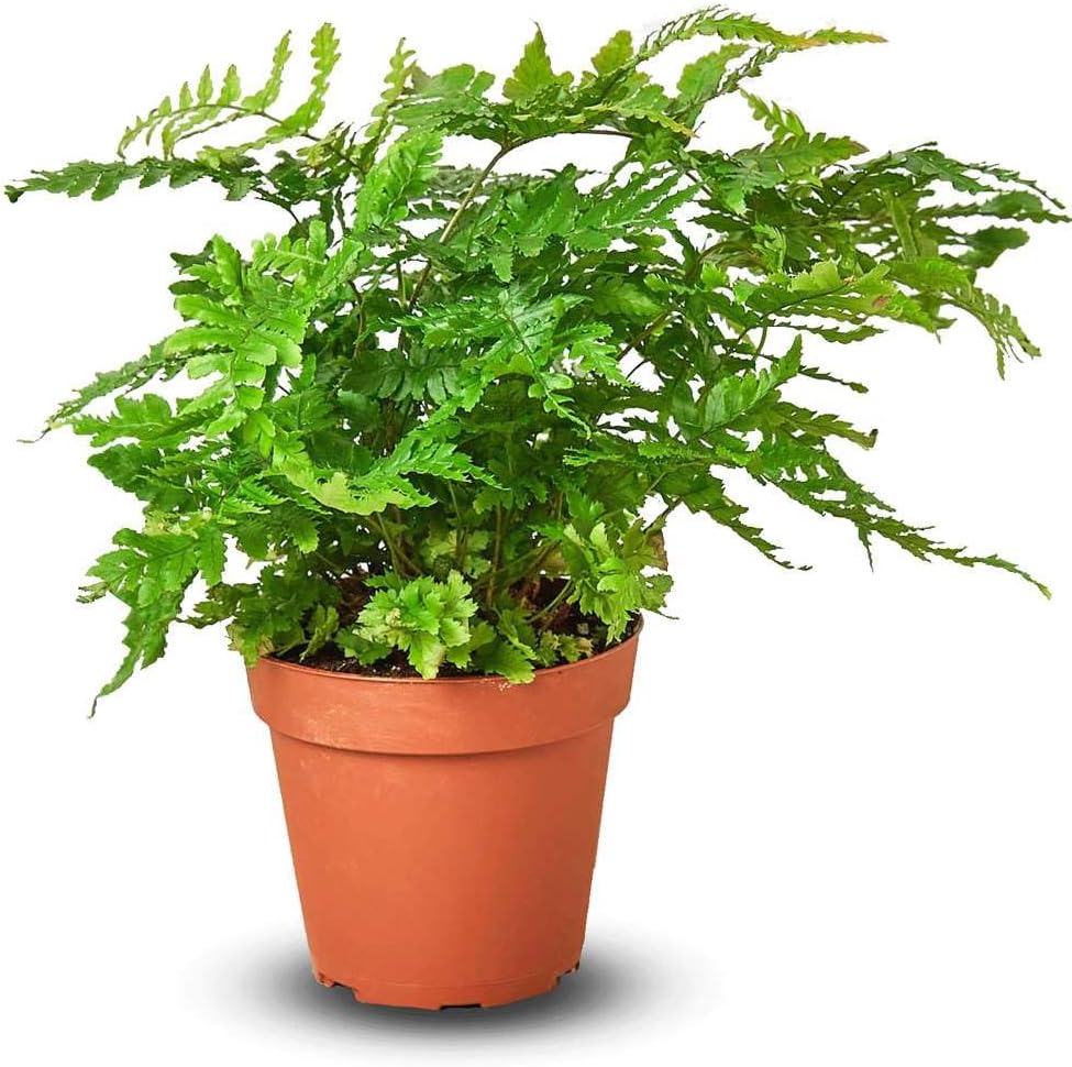 Austral Gem Fern