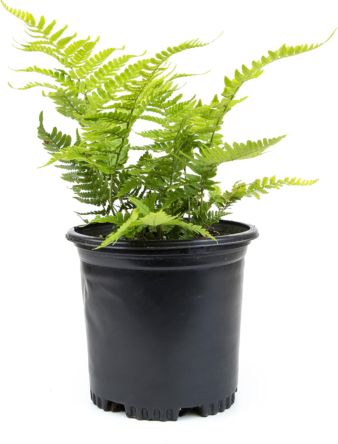 Autumn Fern