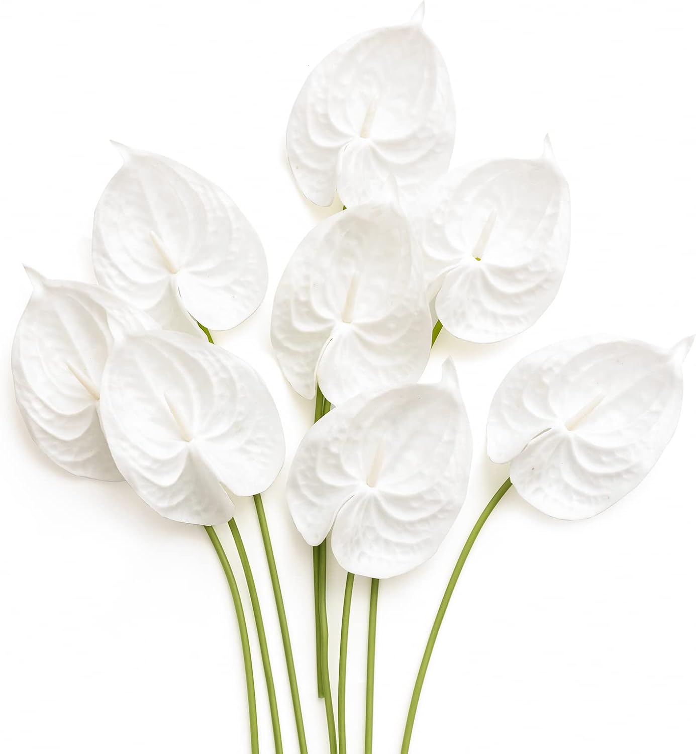 Anthurium White