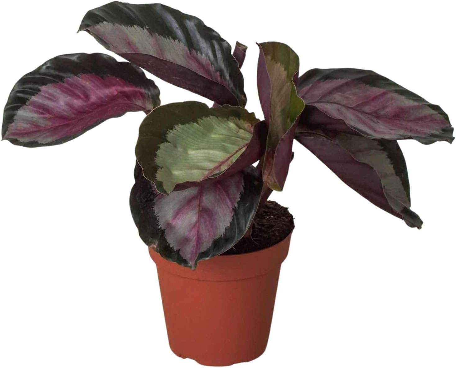 Calathea Roseopicta Silvia