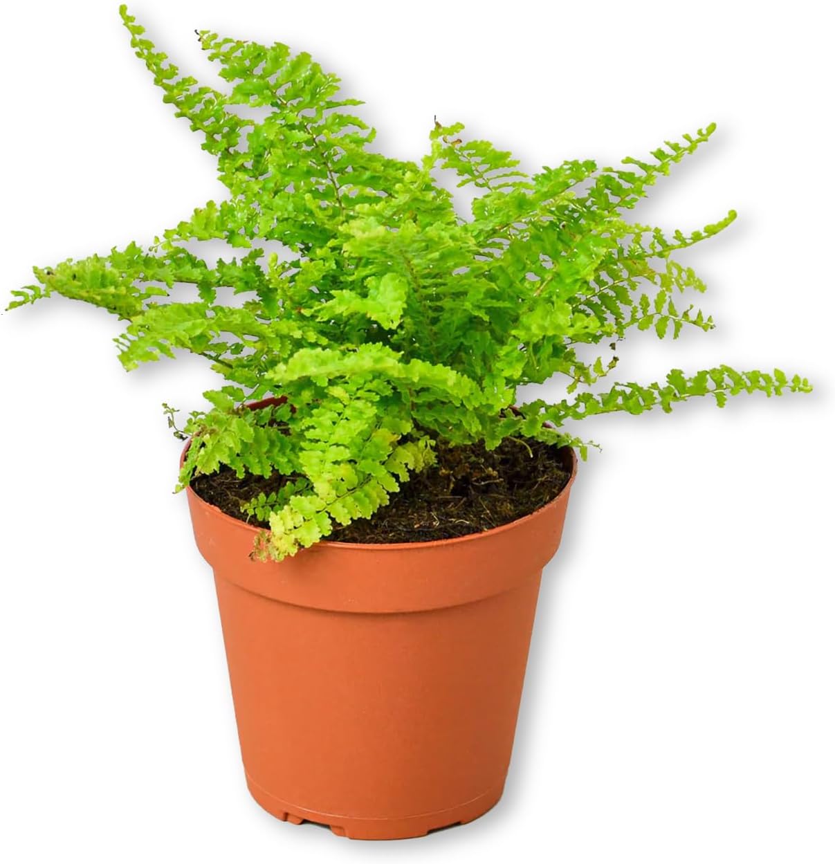 Cotton Candy Fern