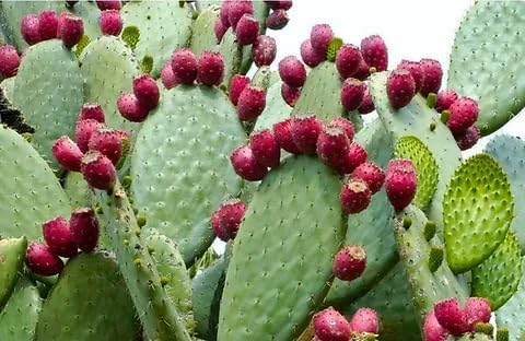 Drooping Prickly Pear Cactus