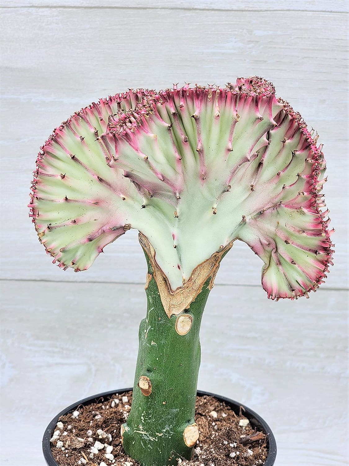 Succulent Cereus Coral Green