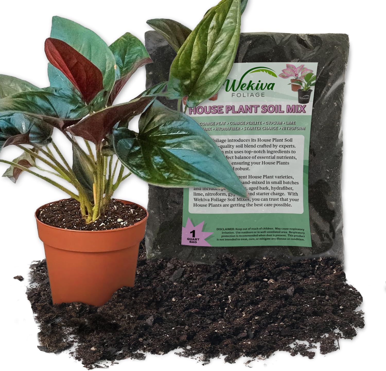 Syngonium Red Arrow