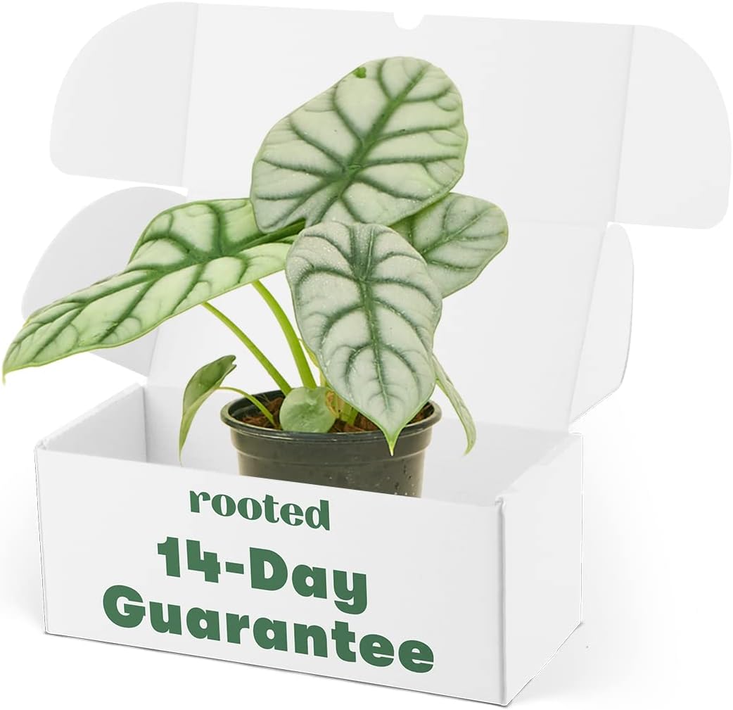 Alocasia Silver Dragon