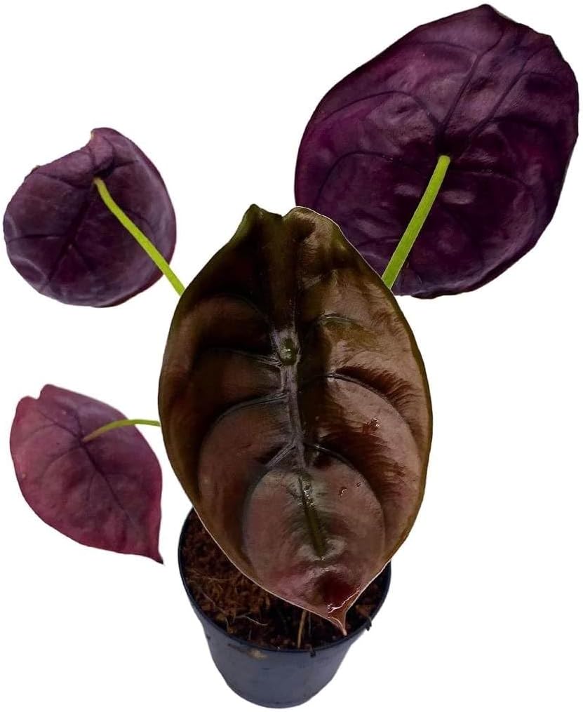 Alocasia Pink Dragon