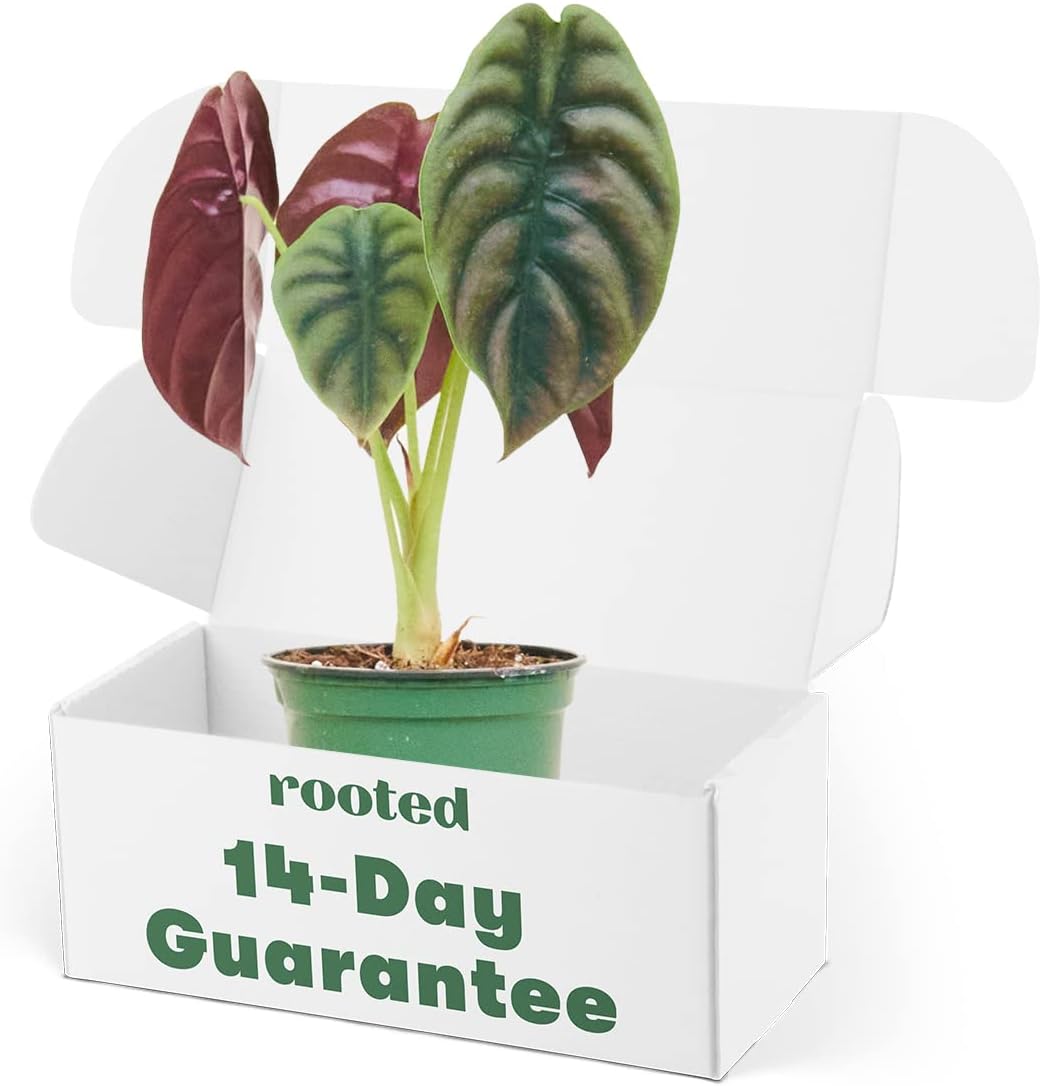 Alocasia Red Mambo 4 Pot