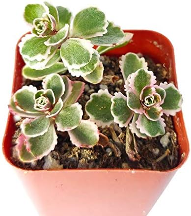 Sedum Tricolor