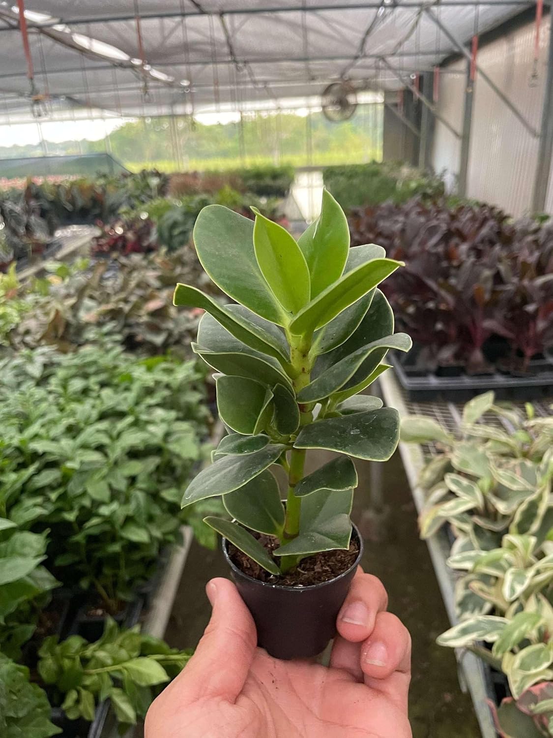 Clusia Princess Autograph Plant