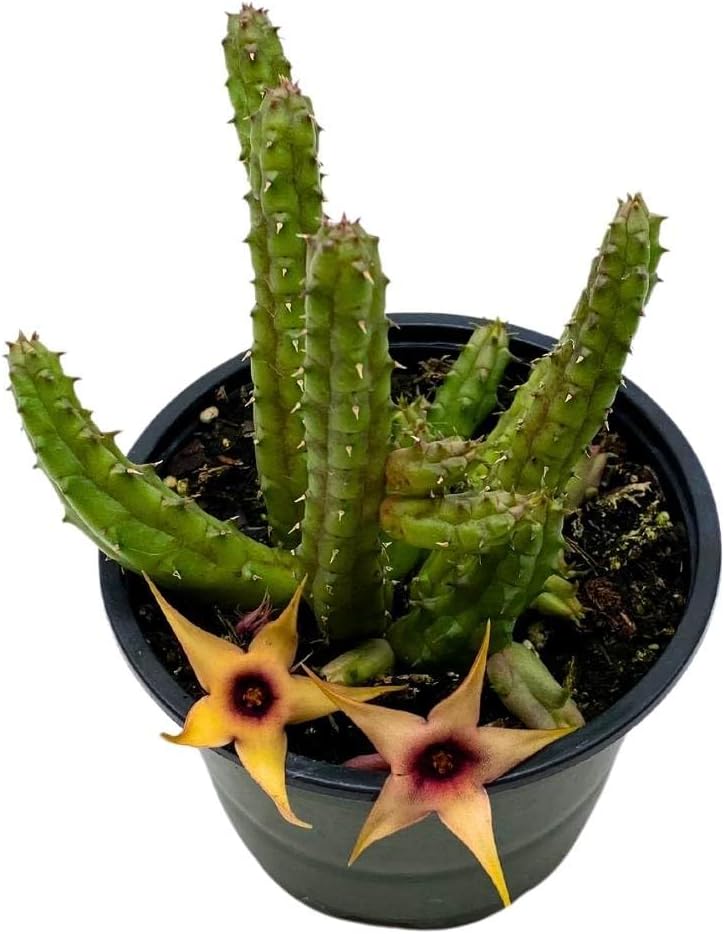 Starfish Cactus Stapelia Orbea Variegata