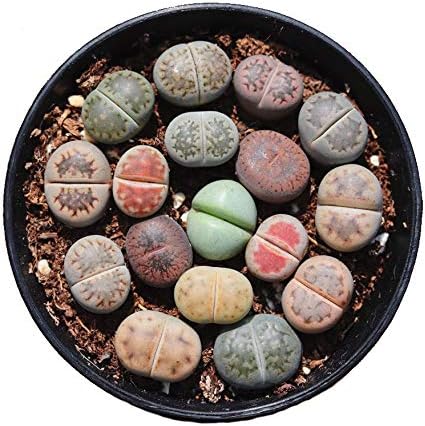 Lithop Living Stone