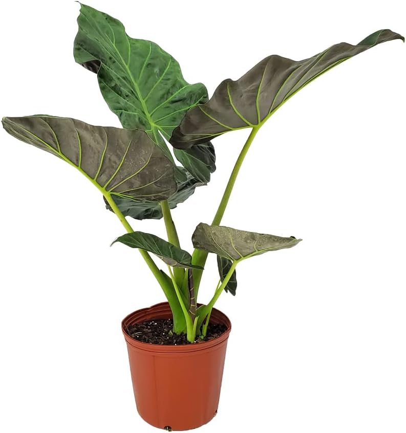 Alocasia Regal Shields